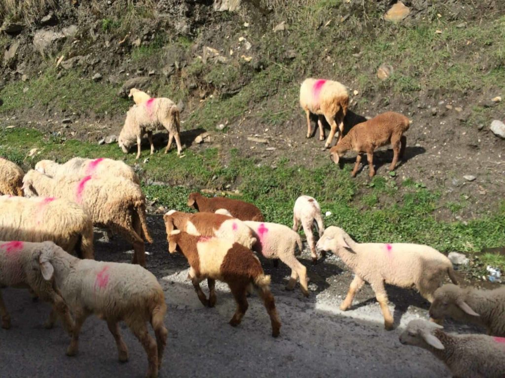 goats_kaghan